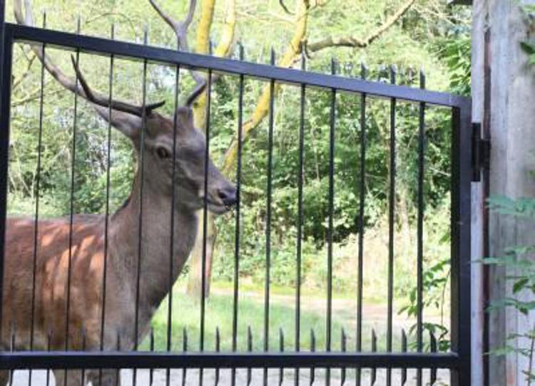 Maladie du cerf zombie étudiée par Besta : « Évaluons les risques pour l'homme »