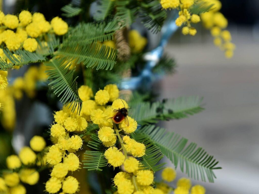 Le 8 mars, le mimosa ?  Attention aux allergies