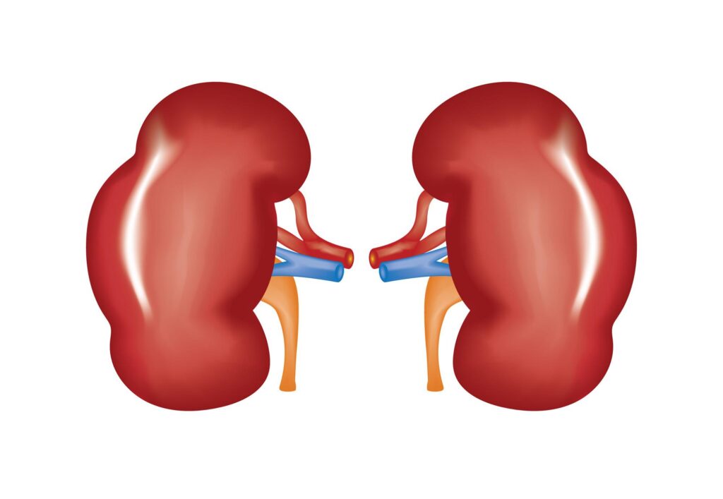 Les maladies rénales chroniques sont en augmentation : plus de 800 millions de personnes en souffrent