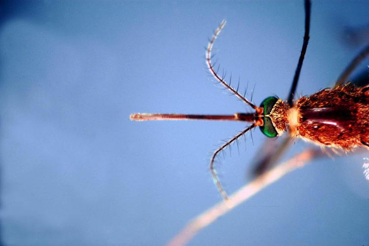 Les moustiques provoqueront-ils la prochaine pandémie ?  Ce que dit le biologiste