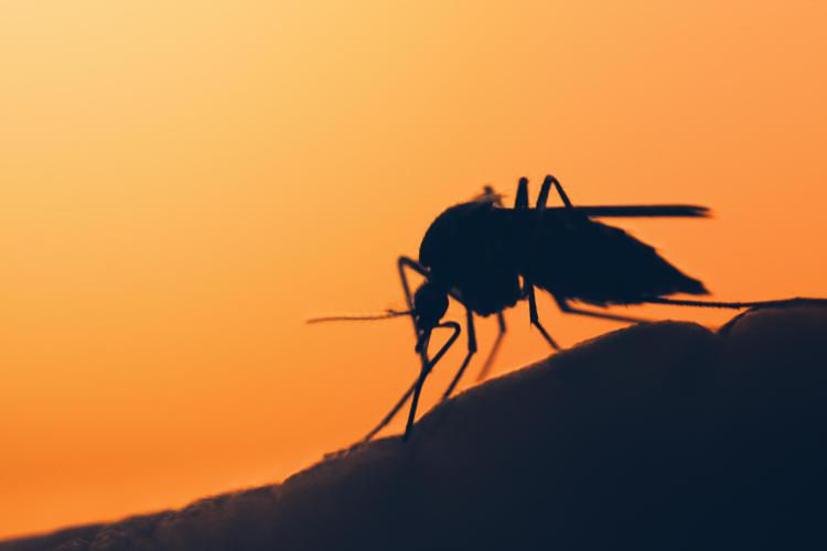 L'histoire : « Infecté par la dengue à Rome, j'ai compris ce que signifie la fièvre qui brise les os »