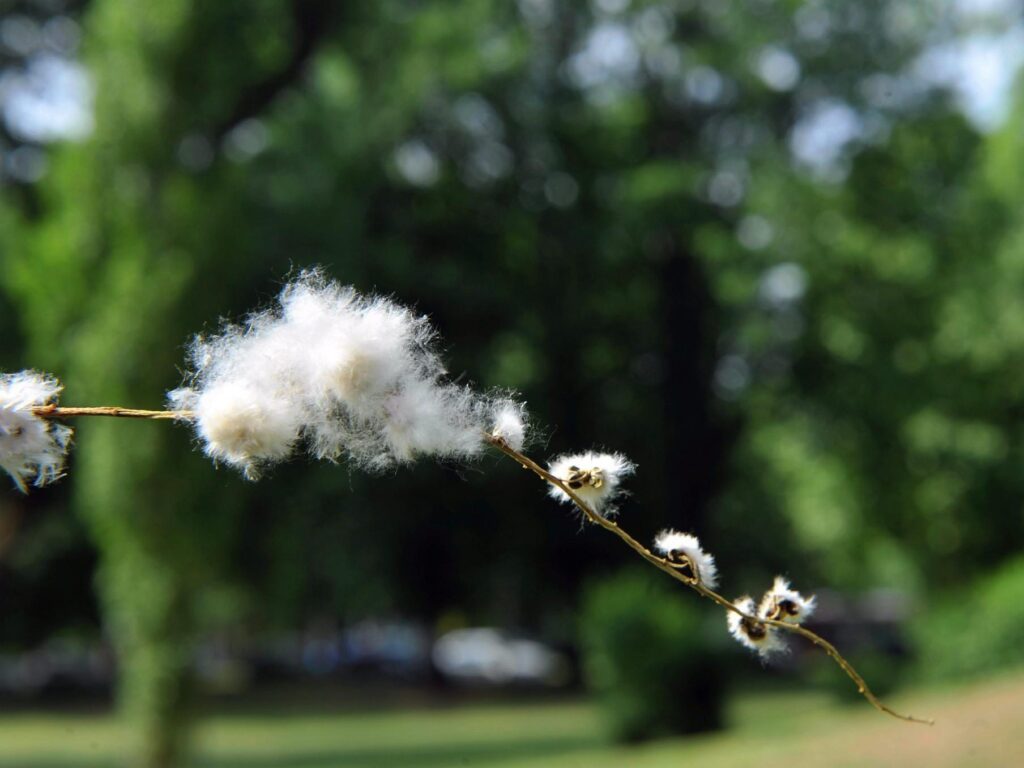 Aliments « relatifs » à risque de pollen, les allergies se découvrent à table