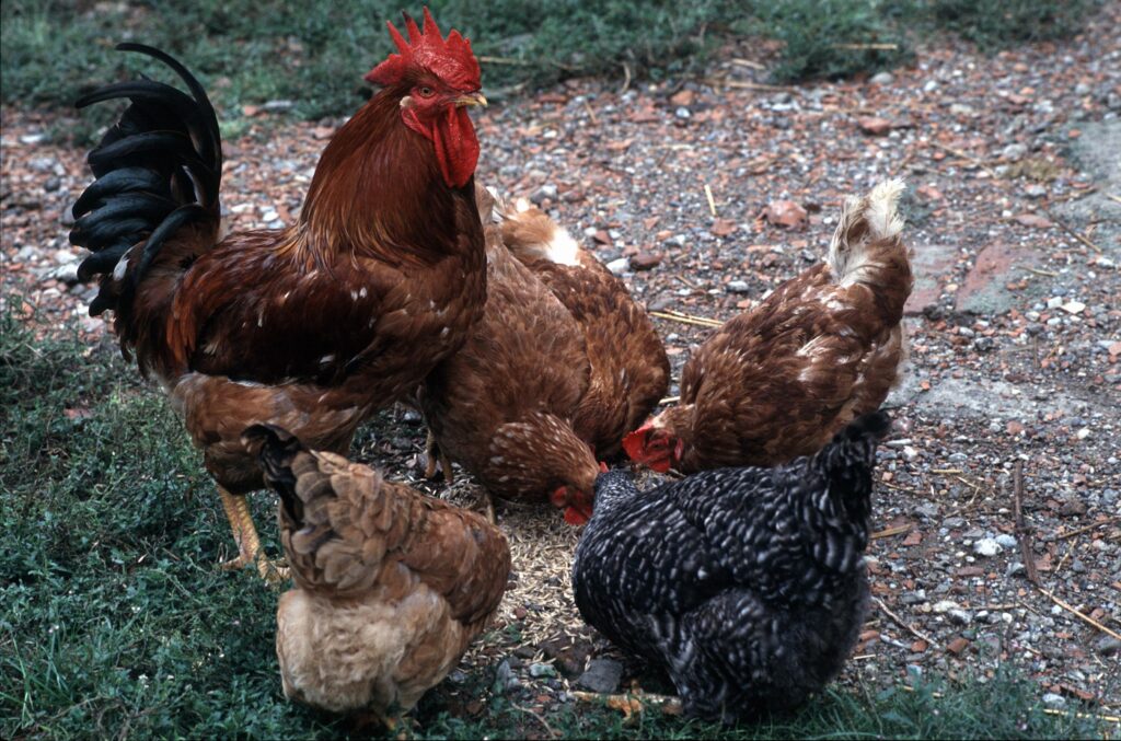 Avian, Andreoni: "Le risque est le H5N1 chez le porc, ce qui facilite la transition vers l'homme"