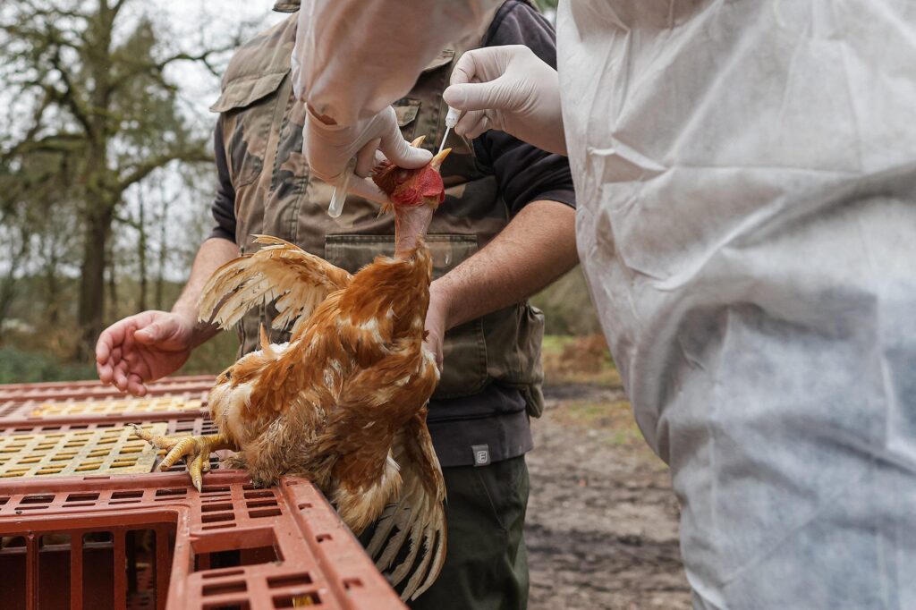 Grippe aviaire, les USA se préparent à une contagion interhumaine