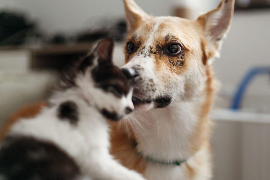 Les chiens et les chats peuvent transmettre des superbactéries à leurs propriétaires : étude