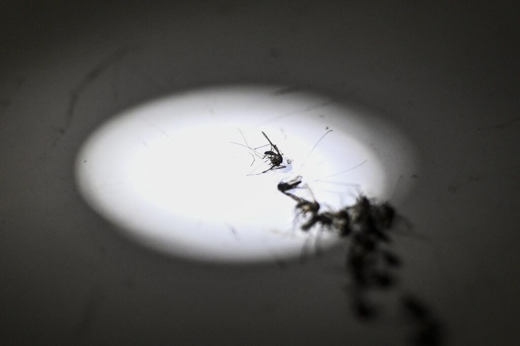 Moustique du paludisme en Italie après plus de 50 ans : la découverte dans les Pouilles