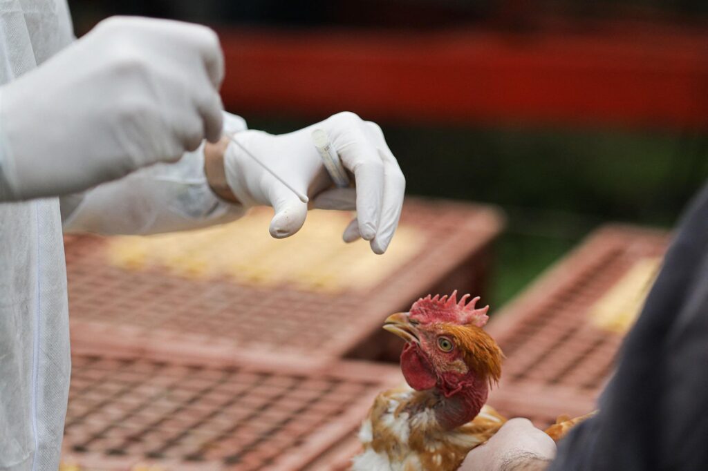 "Antiviraux, vaccins et vigilance", voilà comment se préparer au risque de pandémie aviaire