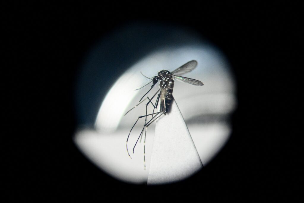 Dengue en Italie, une étude « boussole » pour prévenir d'éventuelles épidémies