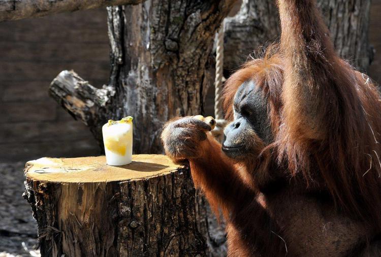 L'orang-outan se guérit, le premier singe à s'auto-médicamenter