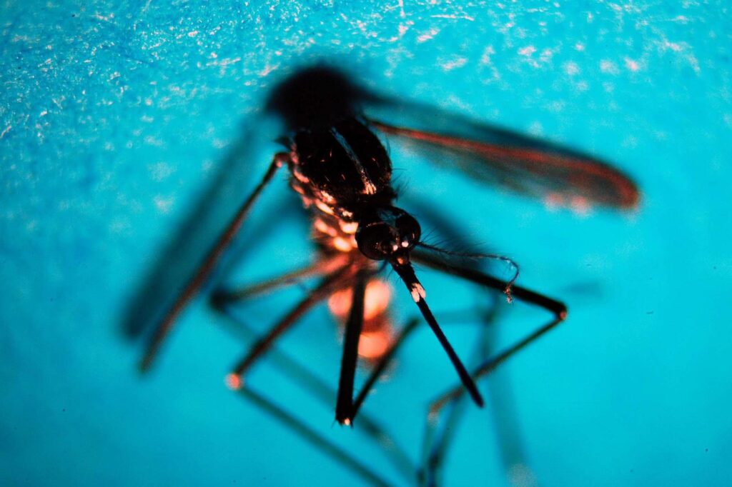 En Italie 3 cas de Chikungunya en 2024, tous importés de voyages à l'étranger
