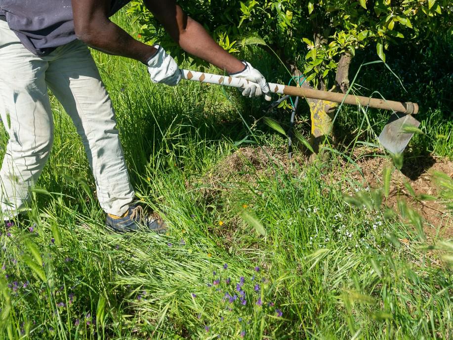 Latina, un ouvrier agricole indien perd un bras : jeté à la rue sans aide
