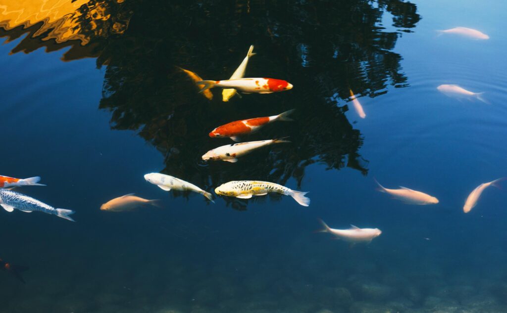 Poissons « défoncés » et anxieux : l'effet des drogues dans les rivières et les lacs
