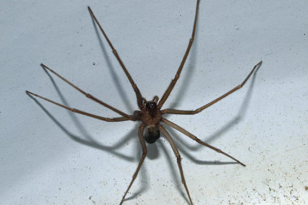 Araignée violon, boom des appels au centre antipoison : voici ce qu'il faut faire en cas de morsure