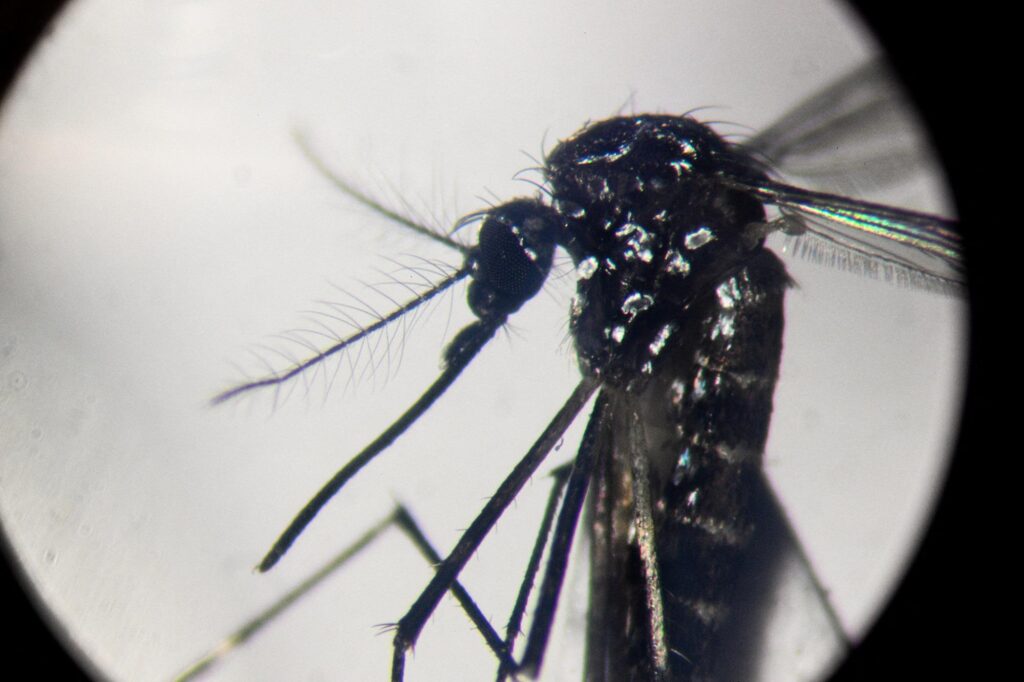 Fièvre d'Oropouche, les deux premiers décès au monde au Brésil