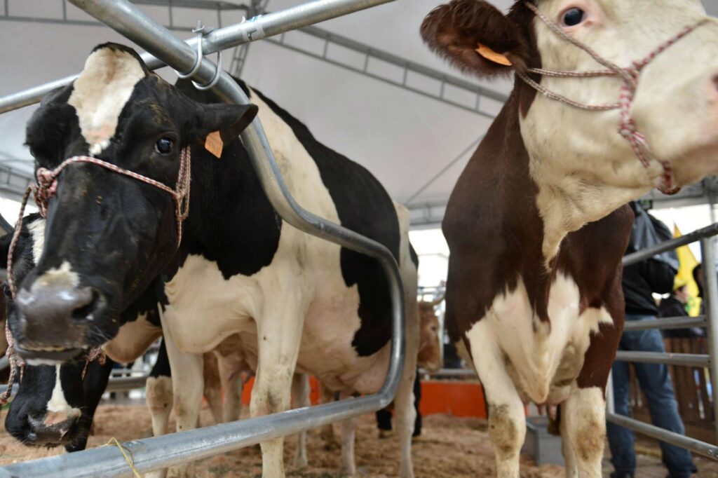 Grippe aviaire, quatrième cas humain dû à une épidémie bovine aux États-Unis