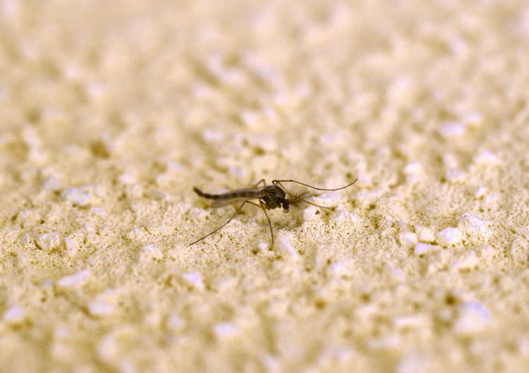 Fièvre d'Oropouche, l'OMS relève le niveau d'alerte : "L'évitement devient une menace"