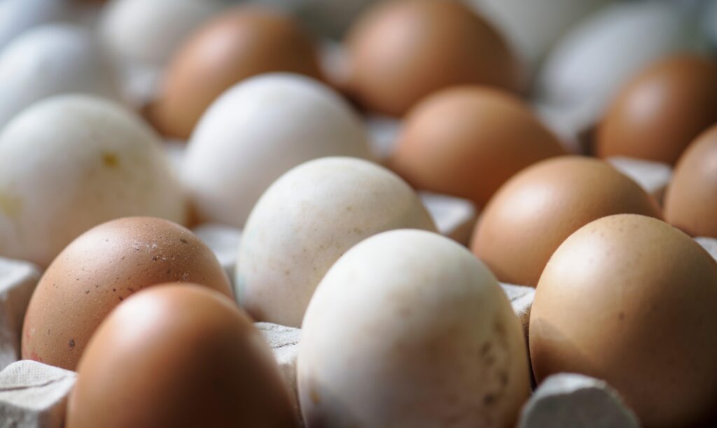 Oeufs à risque de salmonelle, la liste des lots rappelés