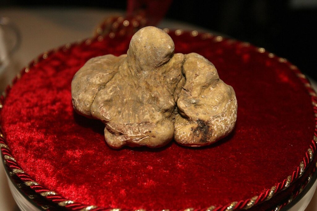 Passion pour les truffes, les meilleurs champignons bons pour la santé