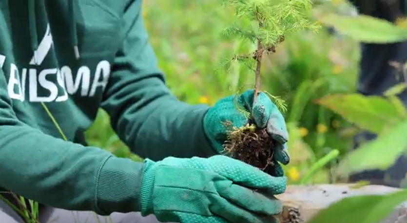 Foresta Levissima, projet de reforestation dans le Val di Fiemme, inauguré