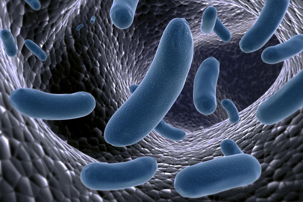 Mélanome, immunothérapie oui ou non ? Bactéries intestinales indicatives pour prédire l’efficacité