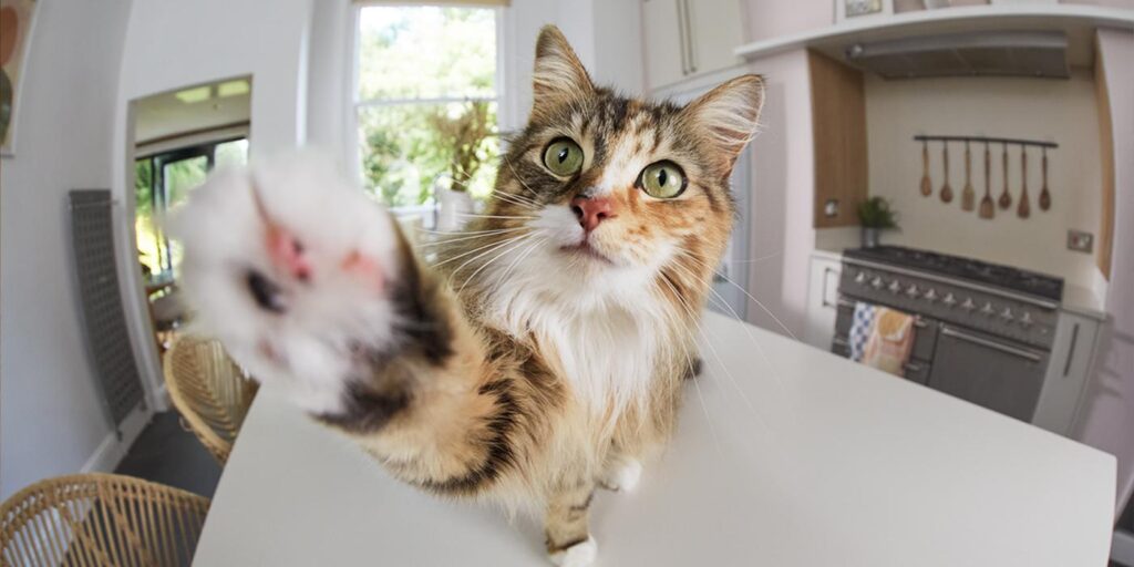 Animaux : enquête, 59 % des Italiens souhaitent qu'une caméra intelligente reste connectée avec eux