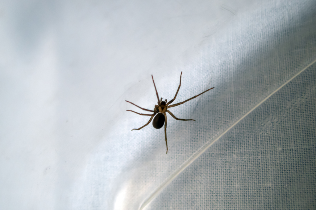 Araignée violon, attention aux décorations de Noël : où elle se cache