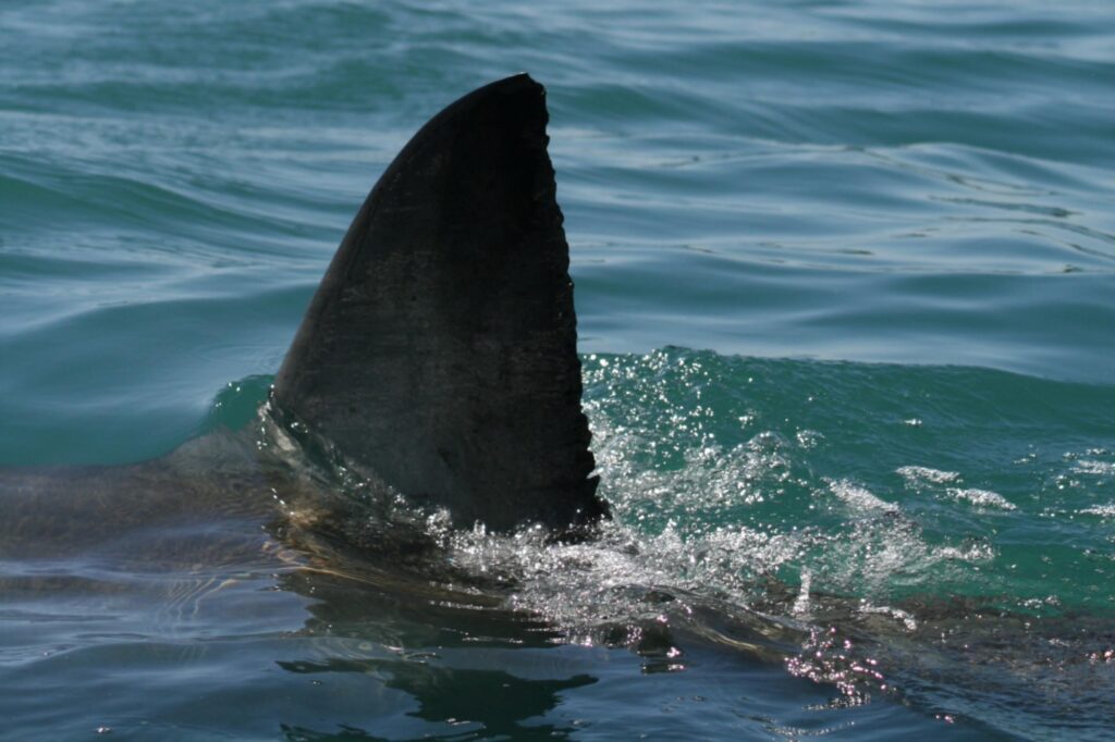 Italiens attaqués par un requin à Marsa Alam : un mort et un blessé