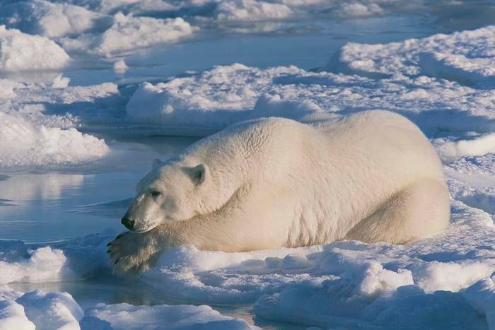 Le secret de l'ours polaire pour survivre à des températures sous-zéro? L'antigel