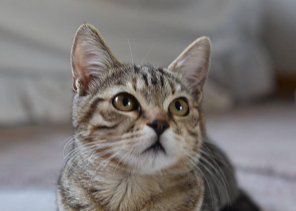 Aviaria, l'homme pourrait transmettre le virus aux chats