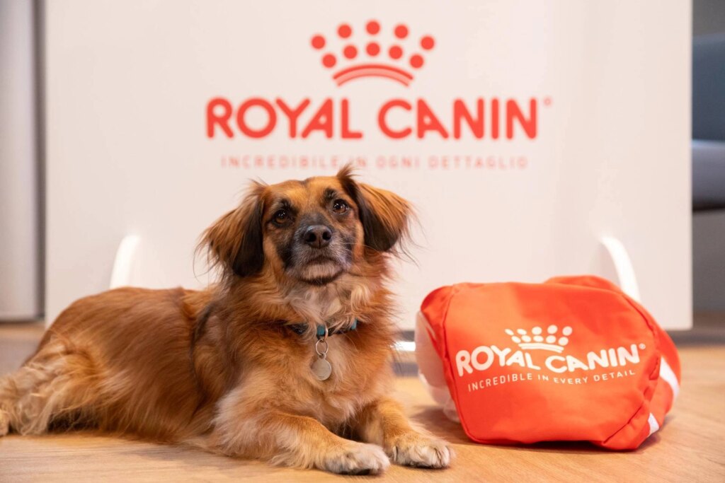 Animaux, Royal Canin présente la recherche SWG sur le propriétaire de l'animal