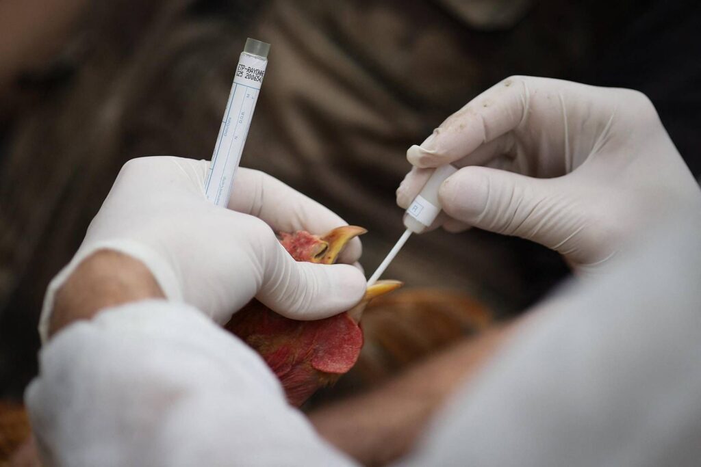 Aviaria, le vaccin expérimental promet une protection complète contre H5N1: ce que cela signifie