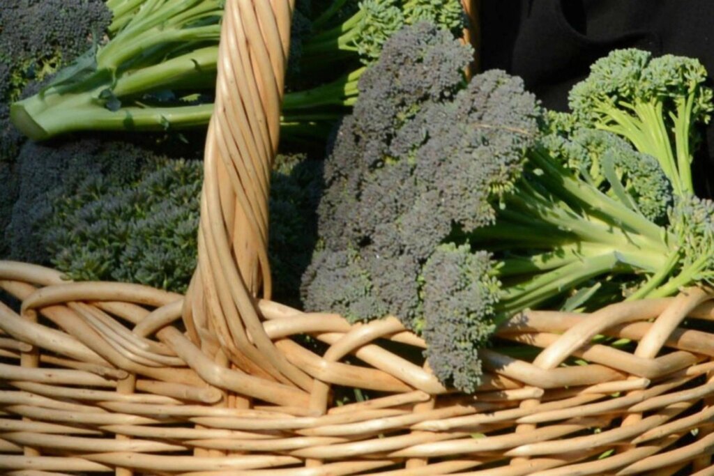 Broccoli Superfood Anti-Aging, tous les secrets révélés par l'immunologue-nutritionniste
