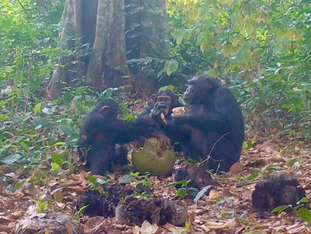 Les chimpanzés aiment boire de l'alcool et ils le font également en compagnie