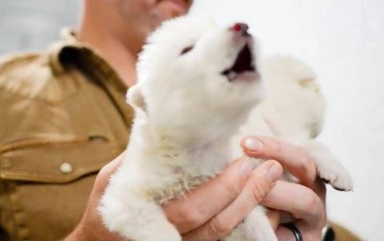 "Recréé un loup de 10 mille ans", l'annonce de choc et la vidéo