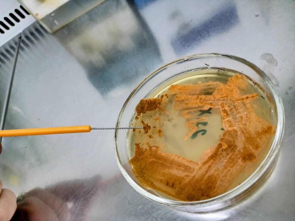 Unonsubria, nouvel antibiotique découvert contre Superbatteri