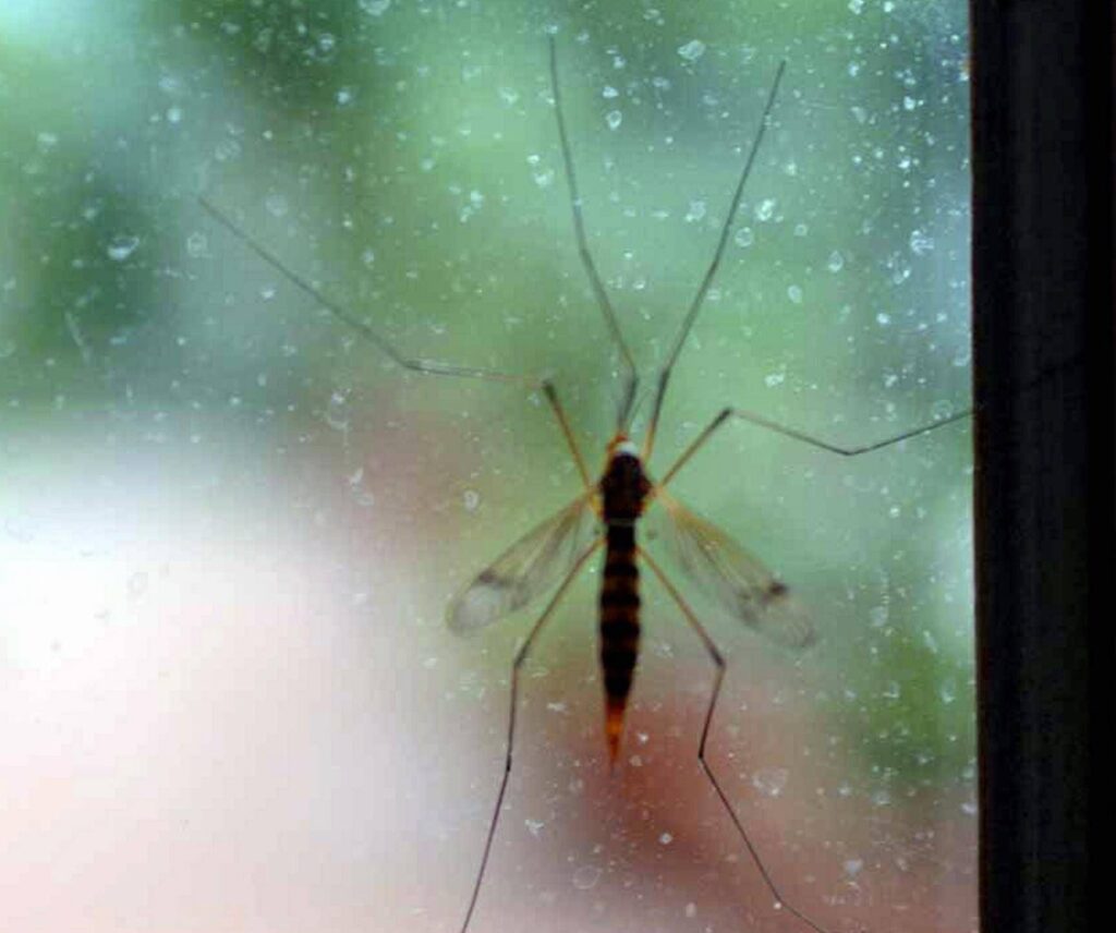 De la dengue à l'ouest du Nil, il immense les moustiques, appelle les municipalités