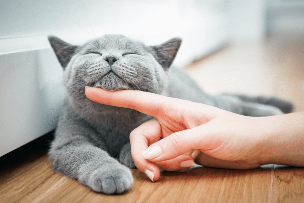 Médicaments, de Gemmato OK pour une utilisation vétérinaire anticovide qui sauve les chats
