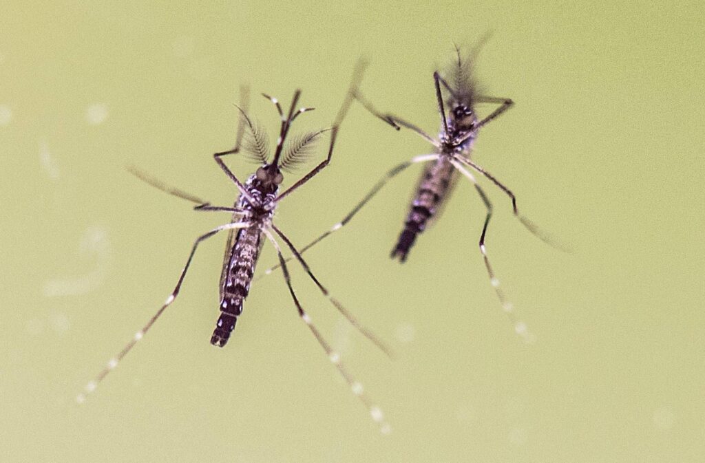 Chikungunya, qu'est-ce que nous mal? "Les moustiques avancent et plus de données sont nécessaires"