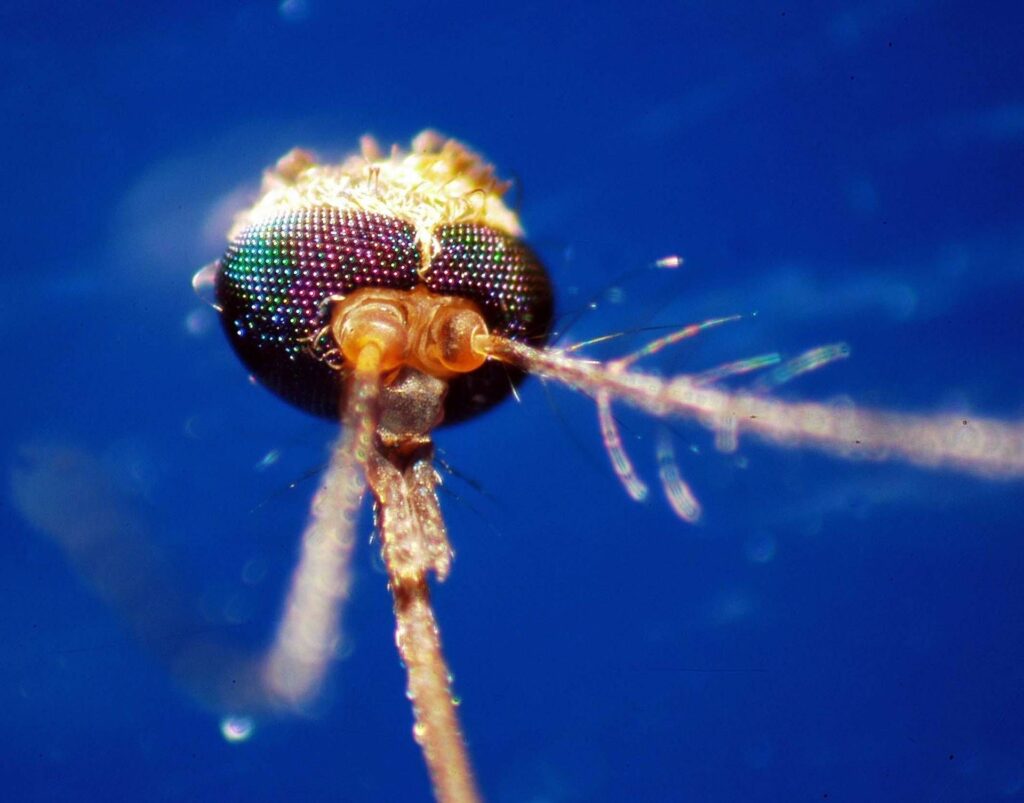 Du dense au Nil occidental, que le moustique les transmet: comment les reconnaître