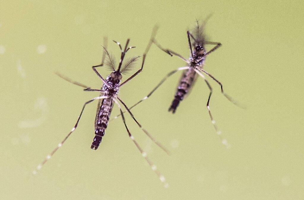 Été, même en déplacement, les moustiques sont effrayants, Boom demandé sur le Nil occidental et la dengue