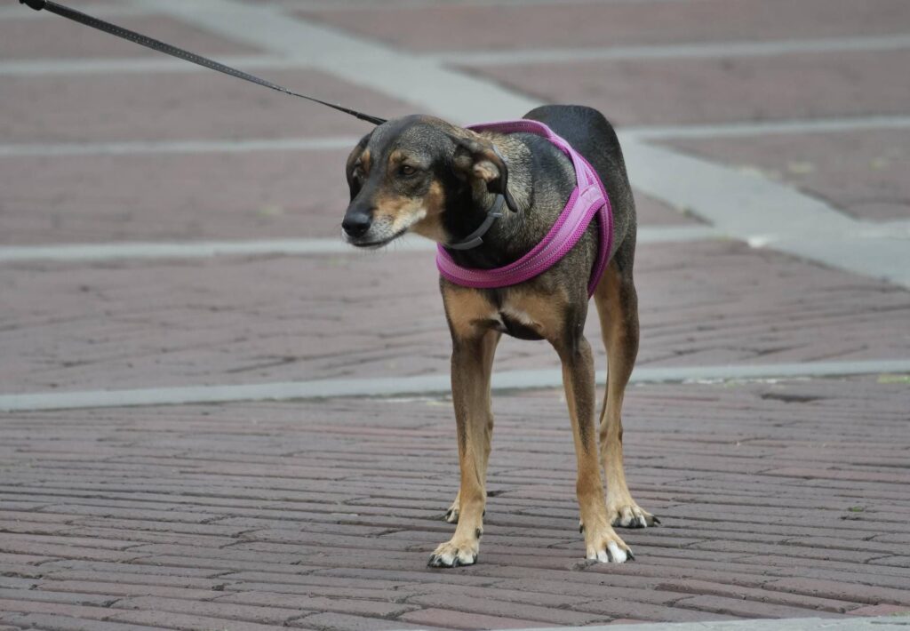 Été, syndrome de retour également pour l'animal. Le vétérinaire: "Voici comment le gérer"