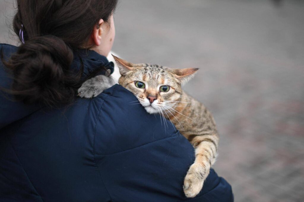 Les chats âgés comme les humains, avec l'âge même les chats oublient: l'étude