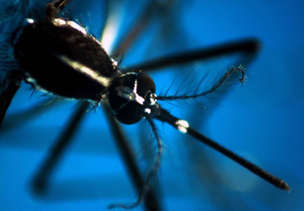 Nil occidental, nouveau cas à Oristano: 64 ans positif pour le virus