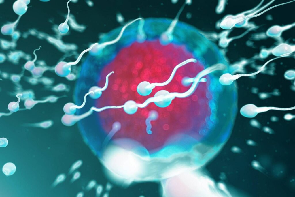 Ainsi, les spermatozoïdes fonctionnent, deux protéines vitales pour la fertilité découvrent