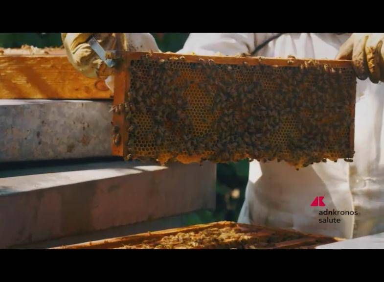 Santé, «apiculture et santé publique»: atelier sur la santé animale et le système I&R
