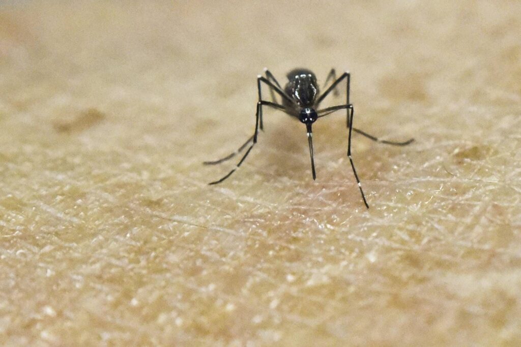 Chikungunya, vaccin en Italie à partir du 30 octobre