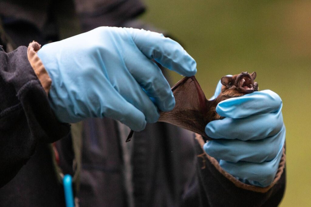 Coronavirus, chauves-souris et porcs, l'étude sur les risques dans les fermes du nord de l'Italie