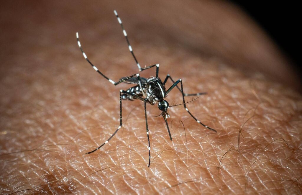 Lutte contre le Nil occidental, une équipe italienne développe un modèle d'IA qui prédit les épidémies