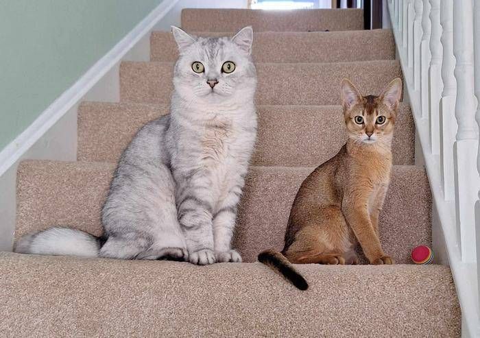 Cancer, découverte de tumeurs chez le chat : l'étude et de nouveaux espoirs