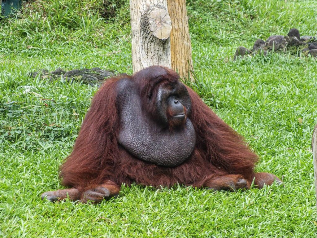 Chimpanzés et alcool, l'hypothèse du "singe ivre" confirmée : traces d'éthanol dans les urines